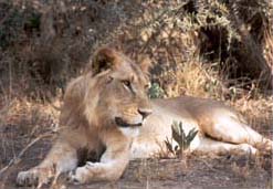 Lion